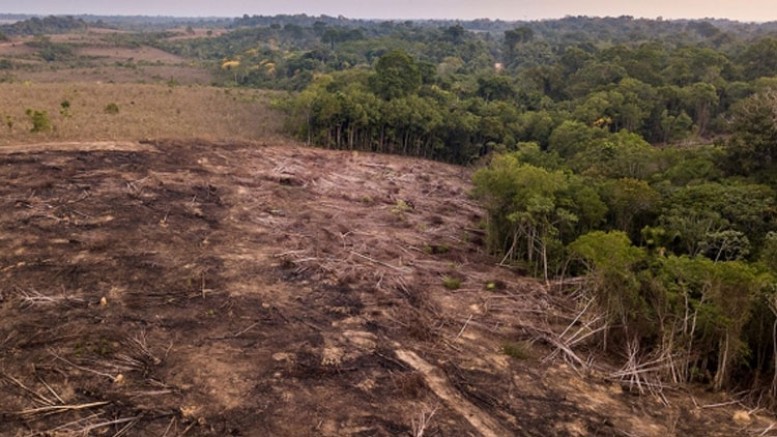 PEOPLE ARE KILLING OFF NEARLY 40% OF THE REMAINING AMAZON RAINFOREST.