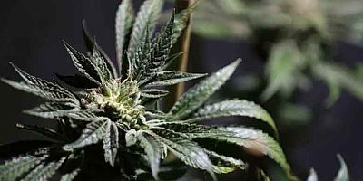 DEGREE IN MARIJUANA WILL BE OFFERED BY COLORADO STATE UNIVERSITY