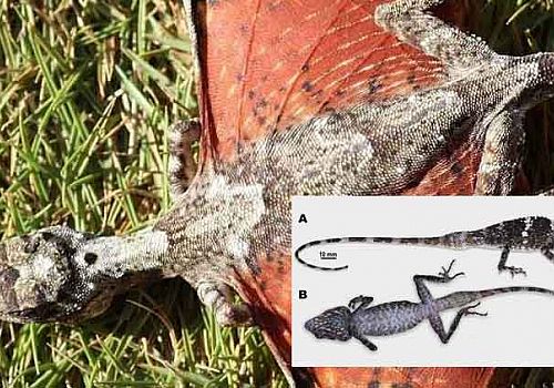 ‘DRAGON’-LİKE CREATURE FOUND PERCHED HİGH ON ROCKY PEAK İN LAOS. IT’S A NEW SPECİES