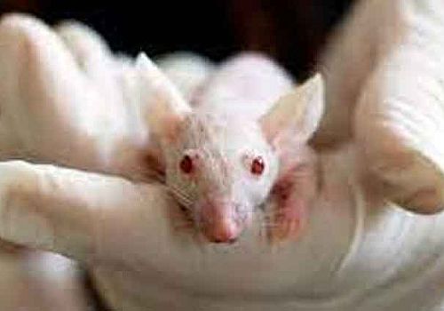 NEW COMPOUND FROM PİG BLOOD REVERSES AGEİNG İN RATS, GROUNDBREAKİNG STUDY CLAİMS
