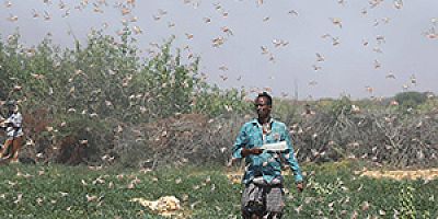 'THİS İS THE END': LOCUST İNVASİON THREATENS TO STARVE FARMERS İN SOMALİA