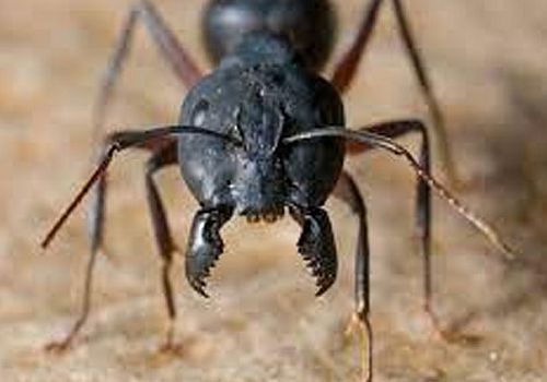 ZOMBİE ANT PARASİTE İS ‘EVEN MORE CUNNİNG’ THAN PREVİOUSLY THOUGHT, SCİENTİSTS SAY